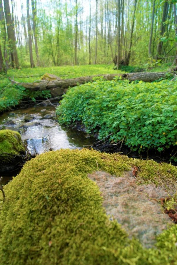 Losiowate Gospodarstwo Agroturystyczne Rybaki  Exteriör bild