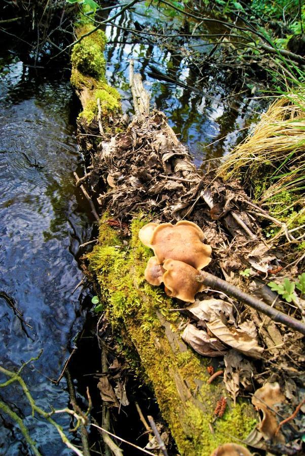 Losiowate Gospodarstwo Agroturystyczne Rybaki  Exteriör bild